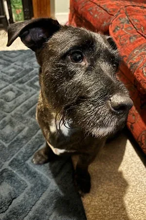 The Dog Groomery