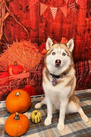 The Dog Grooming Barn