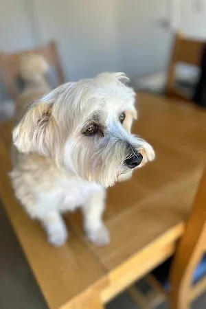 The Dog Grooming Hub