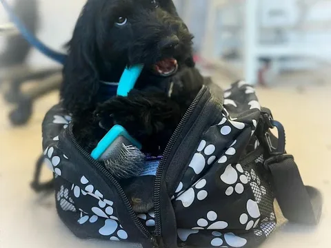 The Dog Grooming Training Academy