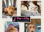 The Dog House Boutique and spa