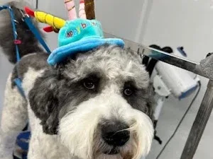The Dog Parlour