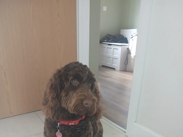 The Dog Room