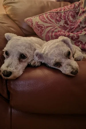 The Dog Spa at Maltbys