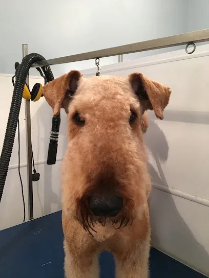 The Dog Spa