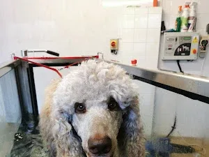 The Dog Spa Ltd