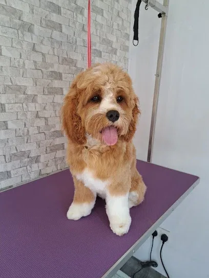The Dog Spa professional grooming