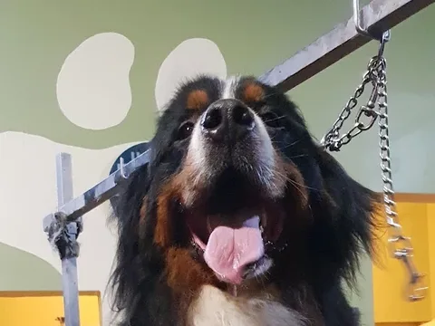 The Dog Unit Groomers