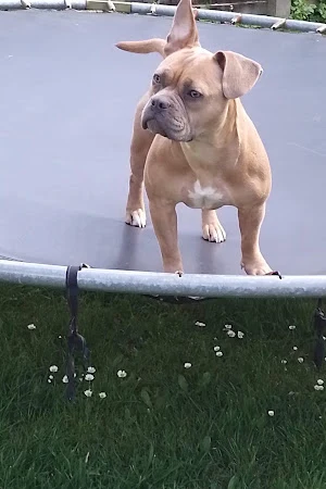 The Dog Wash Company