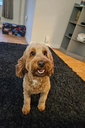 The Dog Works Grooming Salon Ltd
