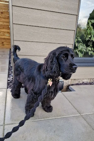 The Dogfather Groomers