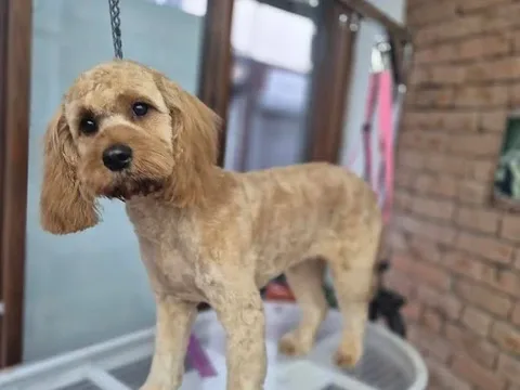 The Dogmother - Grooming & Styling