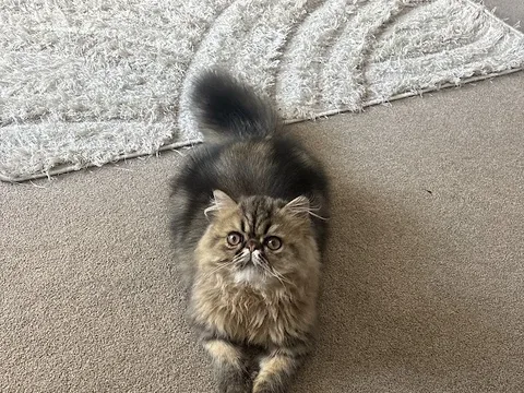 The Fairy MogMother Mobile Cat Groomer