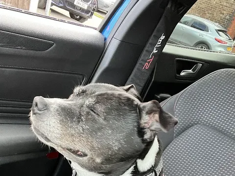 The Furry Dogmother