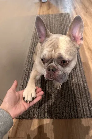 The Furry Dogmother