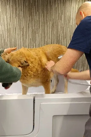 The Gentle Man Mobile Dog Groomer
