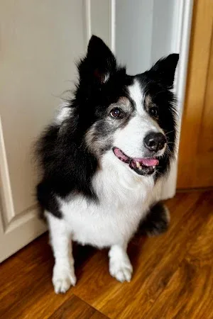 The Geordie Groomer
