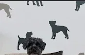 The Groomery Dog Spa
