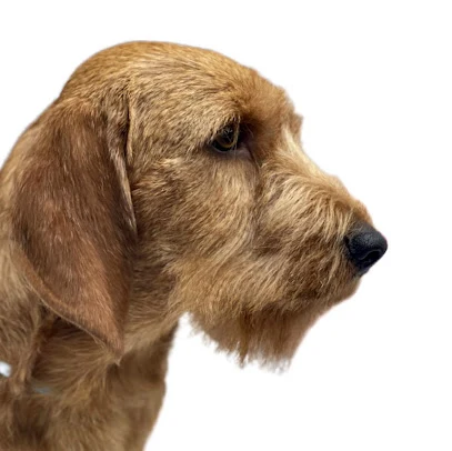 The Handsome Hound Dog Grooming