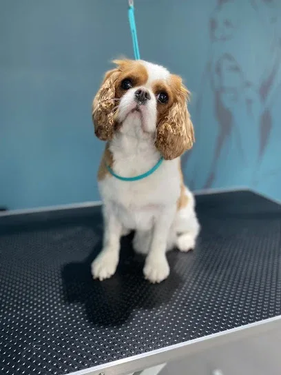 The Hound Spa