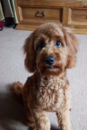 The Jolly Groomer