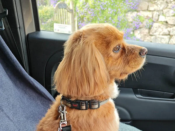 The King's Dog