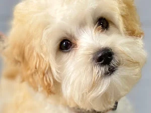 The Kooky Poodle Dog Grooming - Narberth
