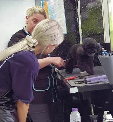 The Lady & The Tramp Grooming Academy