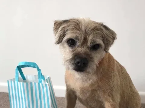 The Little Grooming House