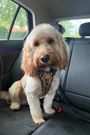 The Mutt Shack Dog Grooming Services
