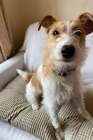 The Mutts Cuts Grooming Salon Swindon