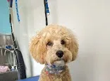 The New Old Library Pet Grooming Boutique