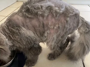 The Only Way Is Grooming