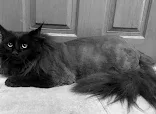 The Pampered Paw Company