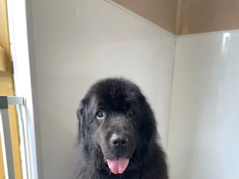 The Paw Room Spa & Grooming
