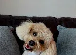The Paw Spa
