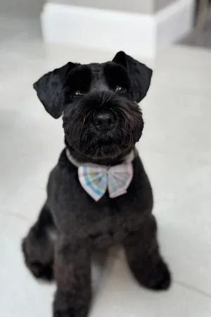 The Pet Retreat Grooming Salon - Bowdon