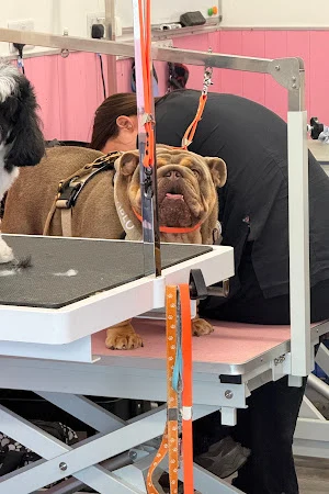 The Pet Studio Dog Grooming & Training Academy