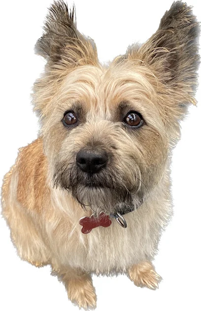 The Pooch Parlour