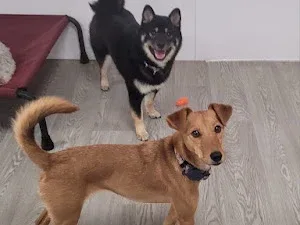 The Pukka Pooch Doggy Daycare, Grooming & Home Boarding