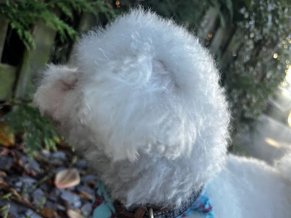The Vine Dog Groomers
