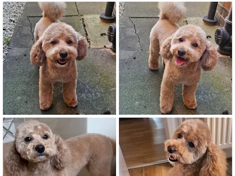 The Wash Dog