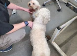 The Woof Workshop