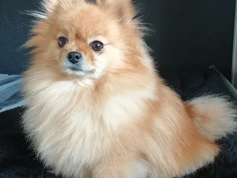 The Woofle House