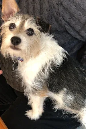 The Wright Cut Dog Grooming