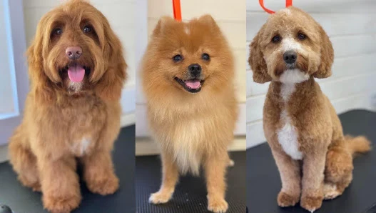 Thompson Tails Dog Grooming