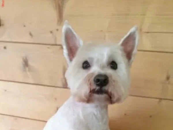 Tidy Pooch