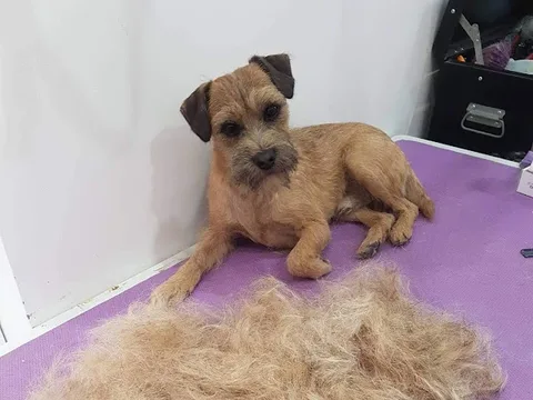 Tina's Dog Grooming Fareham