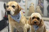 Tip Top Grooming Shop