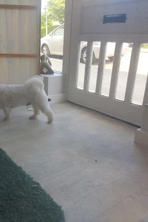 Tip Top Paws Dog Grooming